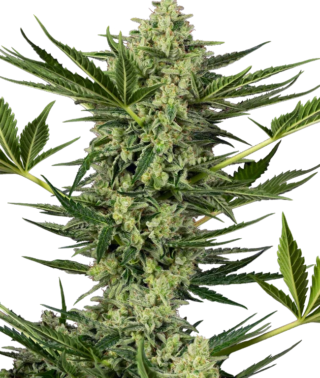 Ghostbuzzters OG Automatic (Sensi Seeds) – Pflanze