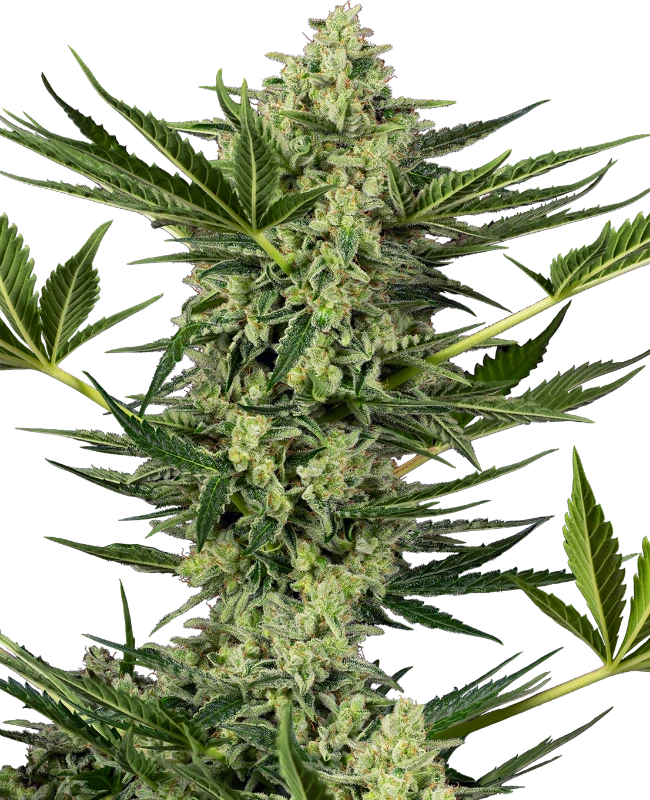 Ghostbuzzters OG Automatic (Sensi Seeds) – Pflanze