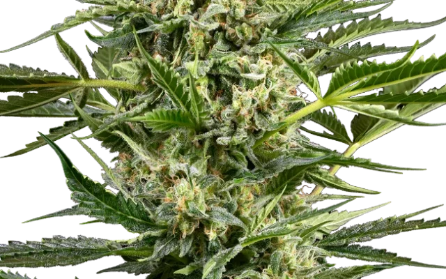 Citrus Fuel Automatic (Sensi Seeds) – Pflanze