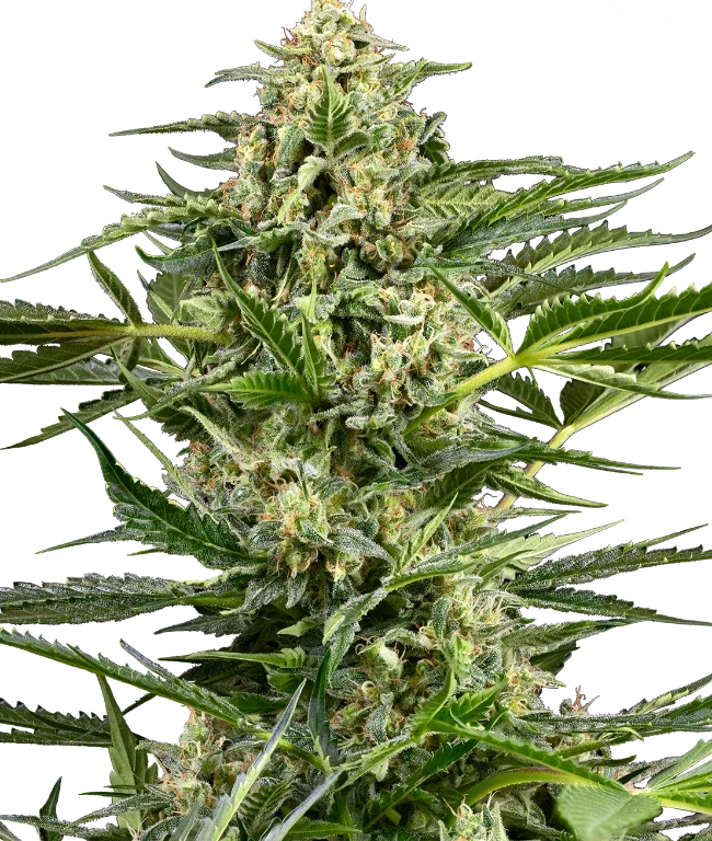 Citrus Fuel Automatic (Sensi Seeds) – Pflanze