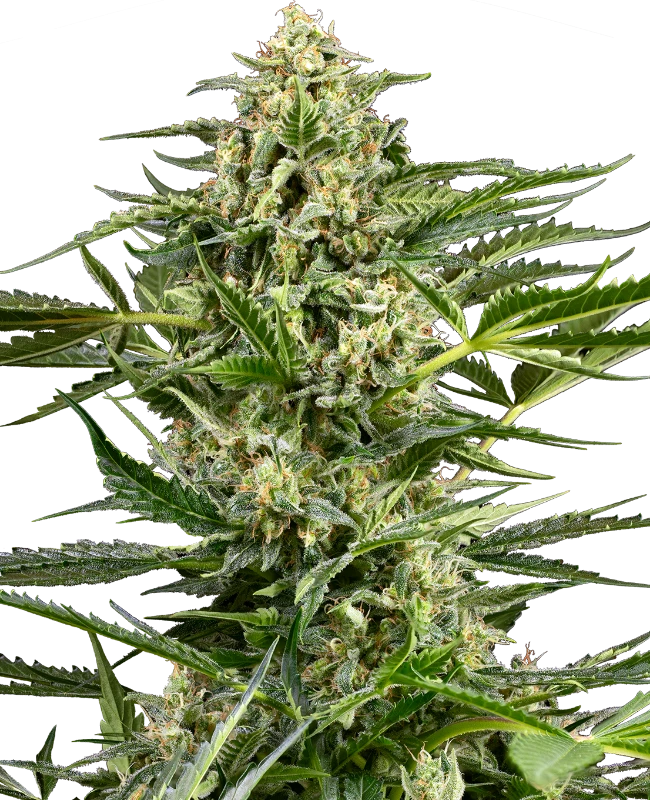 Citrus Fuel Automatic (Sensi Seeds) – Pflanze