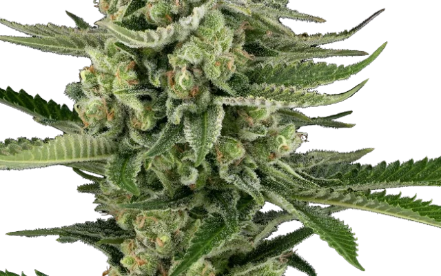 Candy Buds Automatic (Sensi Seeds) – Pflanze