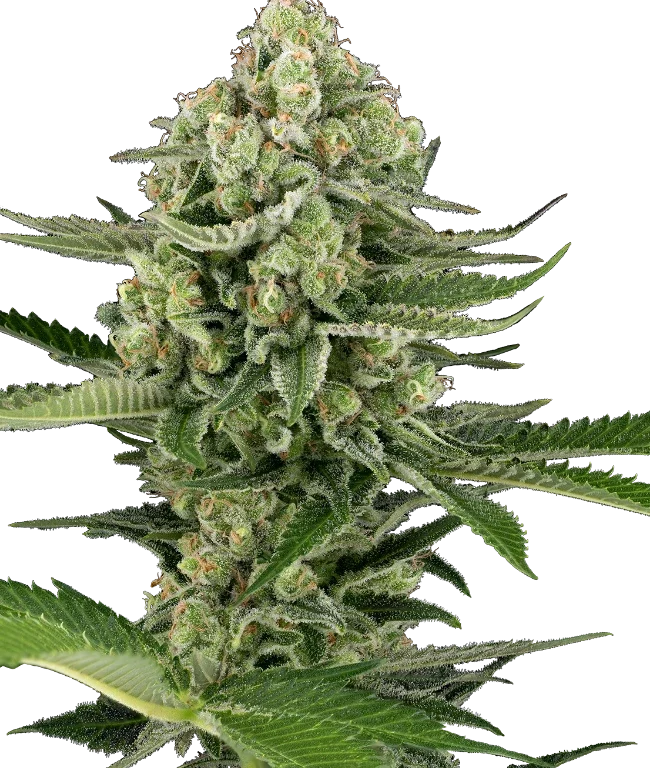 Candy Buds Automatic (Sensi Seeds) – Pflanze