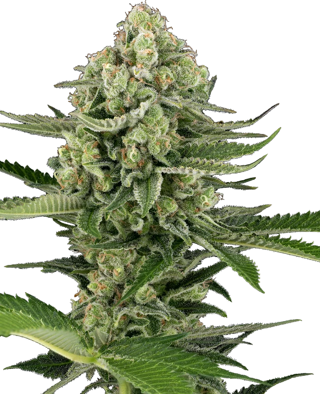 Candy Buds Automatic (Sensi Seeds) – Pflanze