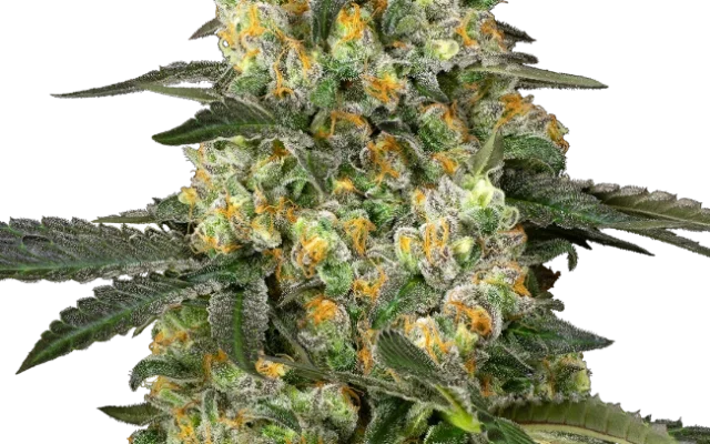 Big Berry Bliss Feminized (Sensi Seeds) – Pflanze