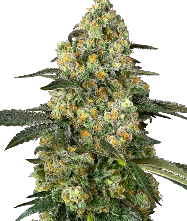 Big Berry Bliss Feminized (Sensi Seeds) – Pflanze