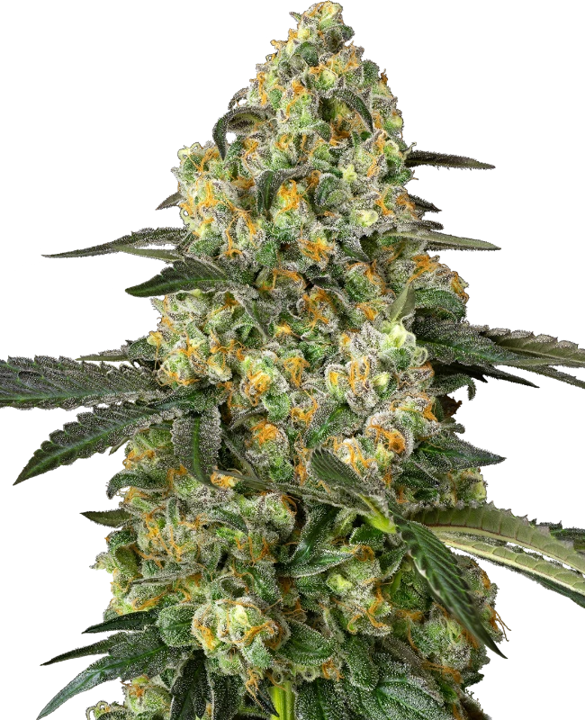 Big Berry Bliss Feminized (Sensi Seeds) – Pflanze