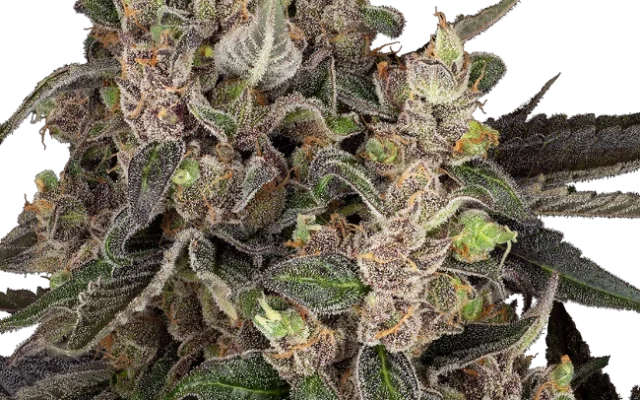 Bahama Mama Automatic (Fat Beans) – Pflanze