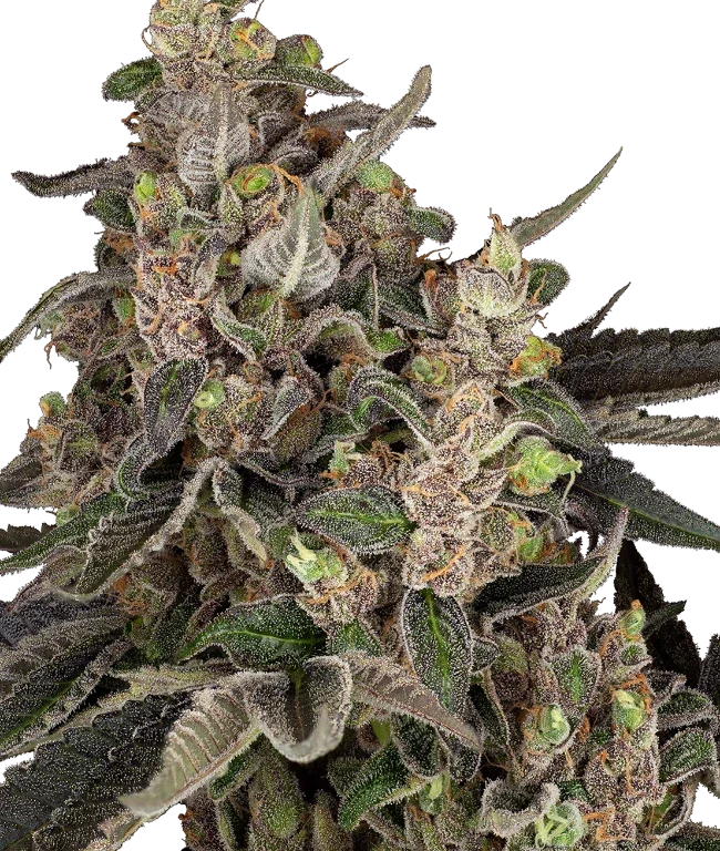 Bahama Mama Automatic (Fat Beans) – Pflanze