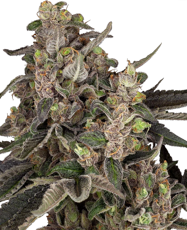 Bahama Mama Automatic (Fat Beans) – Pflanze