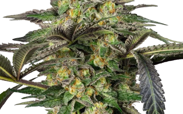 Grapevine Candy Feminized (Sensi Seeds) – Pflanze