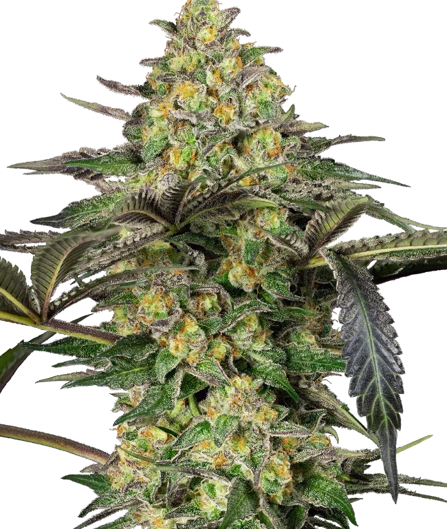 Grapevine Candy Feminized (Sensi Seeds) – Pflanze