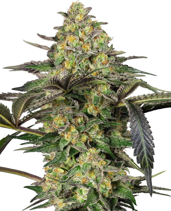 Grapevine Candy Feminized (Sensi Seeds) – Pflanze