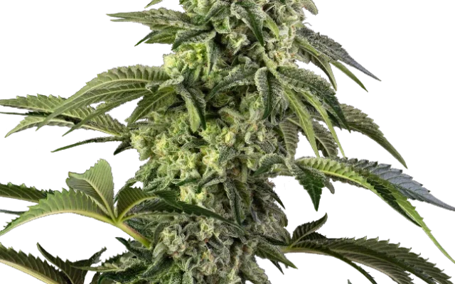 Cosmic Kiss Feminized (Sensi Seeds) – Pflanze