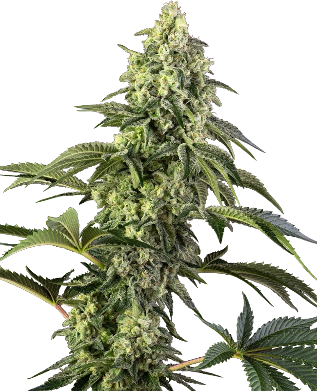 Cosmic Kiss Feminized (Sensi Seeds) – Pflanze