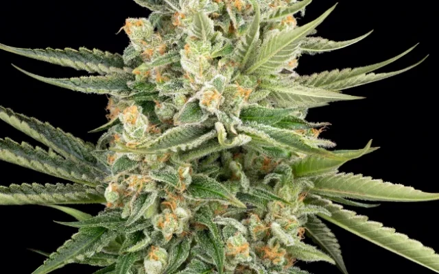 Caribbean Ultra Feminisierte (Weed Seed Shop) – offizielles Produktbild