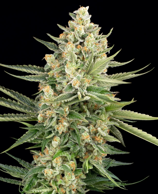 Caribbean Ultra Feminisierte (Weed Seed Shop) – offizielles Produktbild