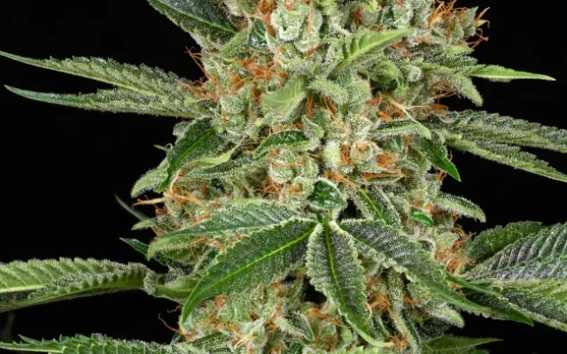 Gary Payton XXL Feminisierte (Weed Seed Shop) – offizielles Produktbild