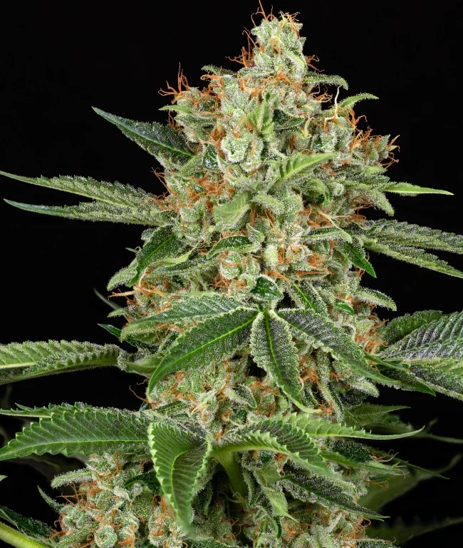 Gary Payton XXL Feminisierte (Weed Seed Shop) – offizielles Produktbild