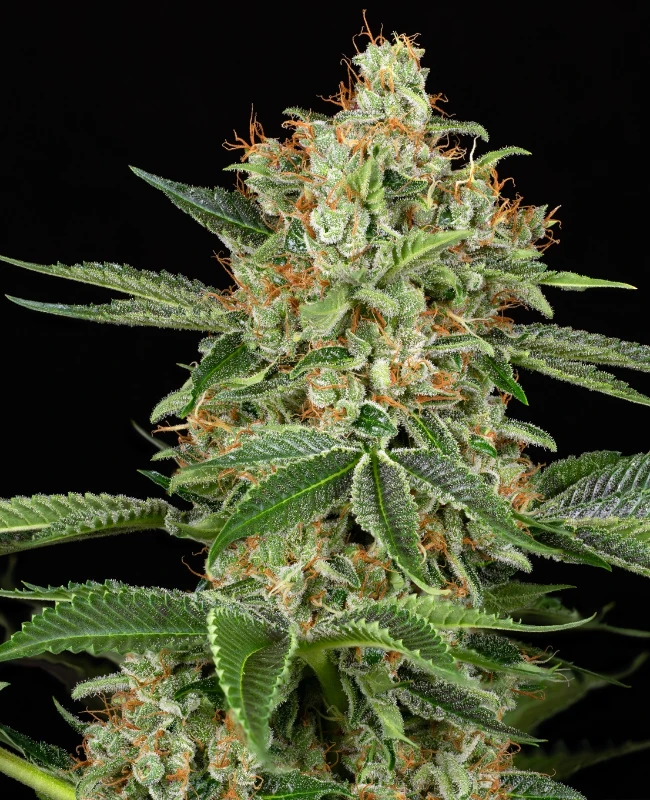 Gary Payton XXL Feminisierte (Weed Seed Shop) – offizielles Produktbild