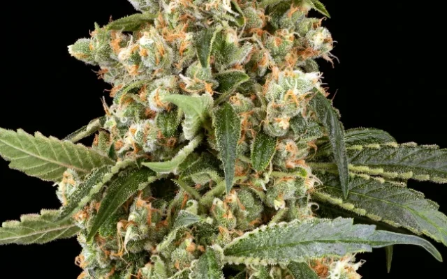 Sweet Mango Tango Feminisierte (Weed Seed Shop) – offizielles Produktbild