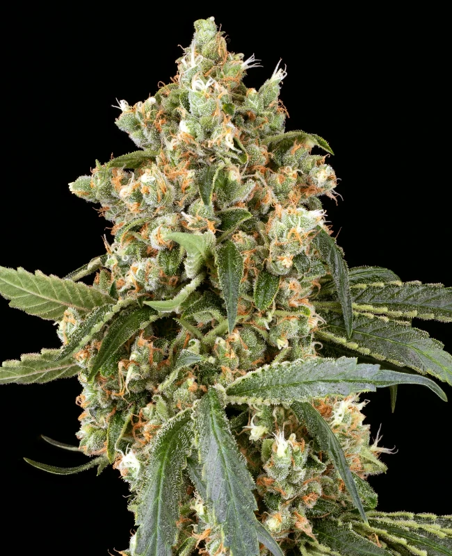 Sweet Mango Tango Feminisierte (Weed Seed Shop) – offizielles Produktbild