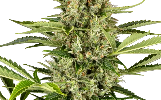 Jack Herer Automatic (Sensi Seeds) – Pflanze