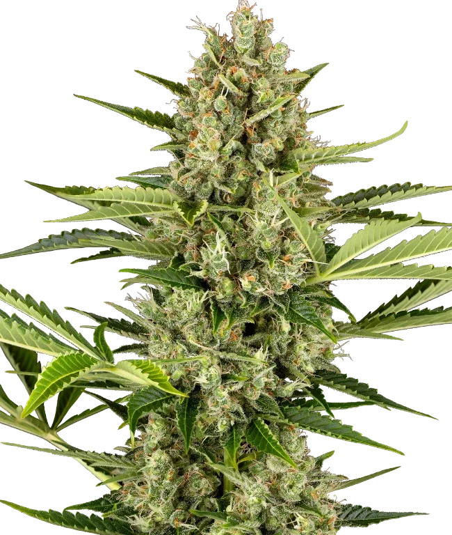Jack Herer Automatic (Sensi Seeds) – Pflanze