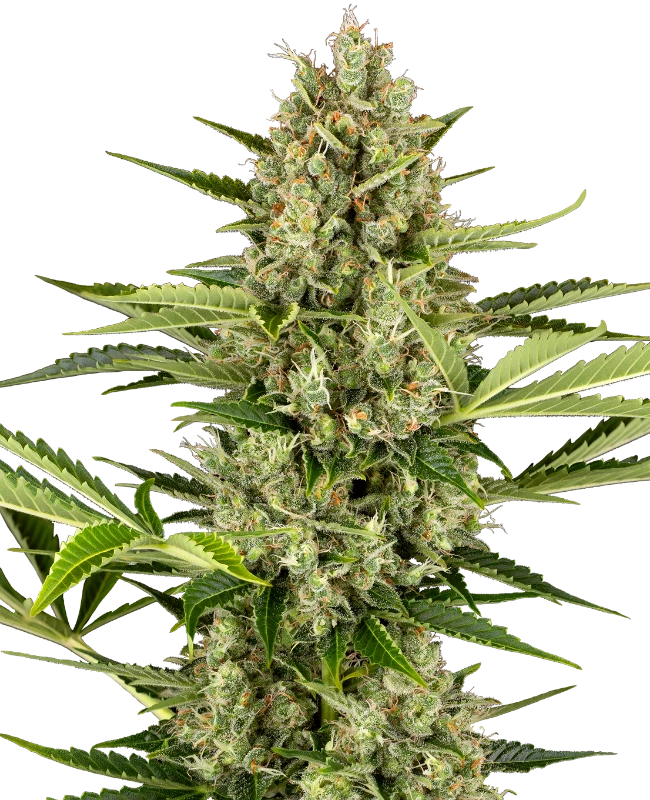 Jack Herer Automatic (Sensi Seeds) – Pflanze