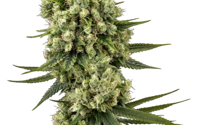Silver Fire Feminized (Sensi Seeds) – Pflanze