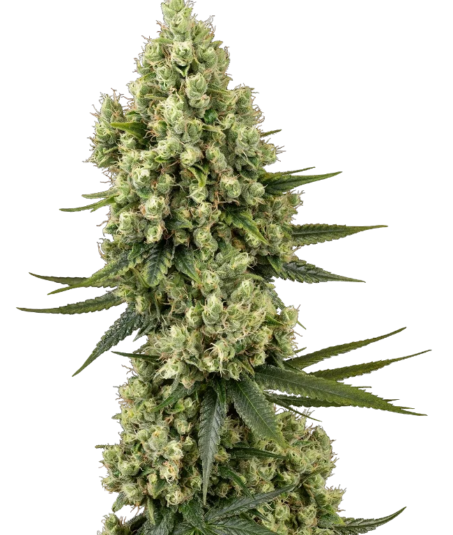 Silver Fire Feminized (Sensi Seeds) – Pflanze