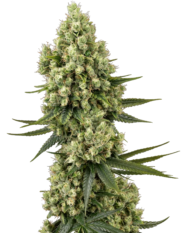 Silver Fire Feminized (Sensi Seeds) – Pflanze