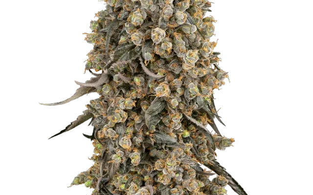 Atomic Blue Dream Feminized (Sensi Seeds) – Pflanze