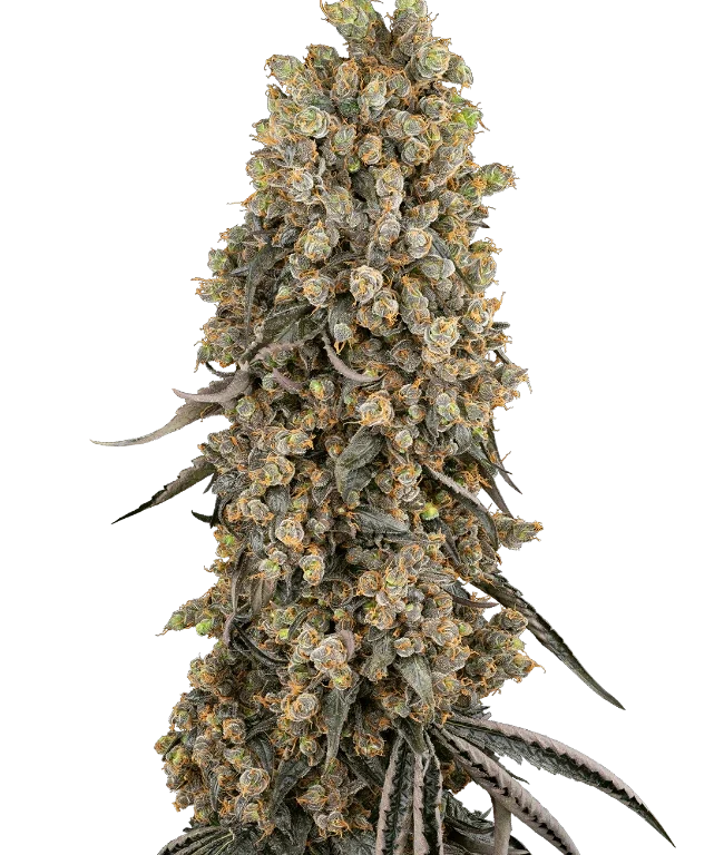 Atomic Blue Dream Feminized (Sensi Seeds) – Pflanze