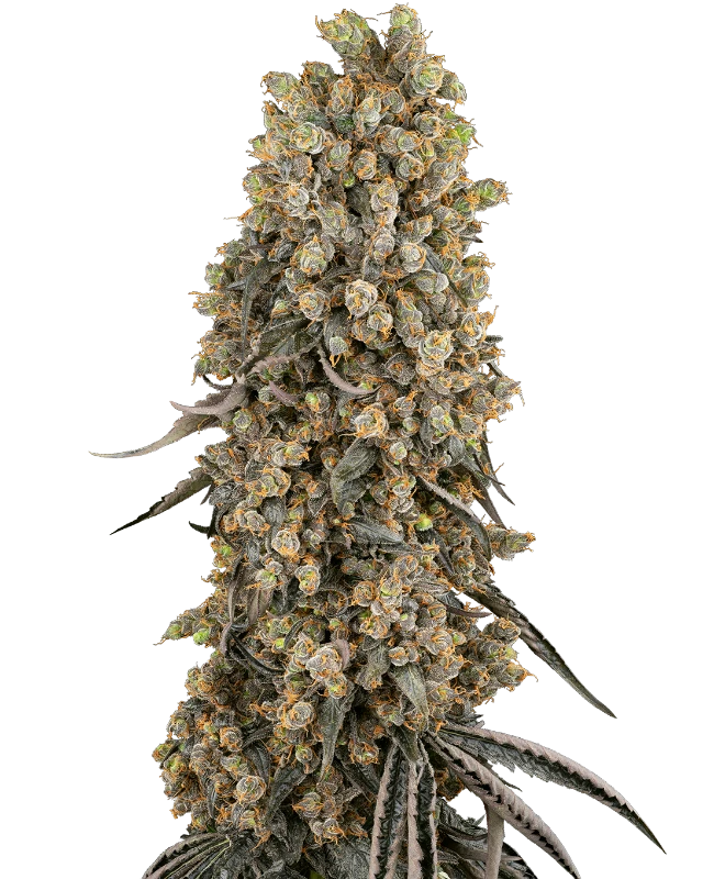 Atomic Blue Dream Feminized (Sensi Seeds) – Pflanze