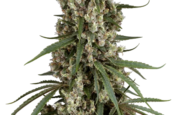 High School Reunion Feminized (Sensi Seeds) – Pflanze