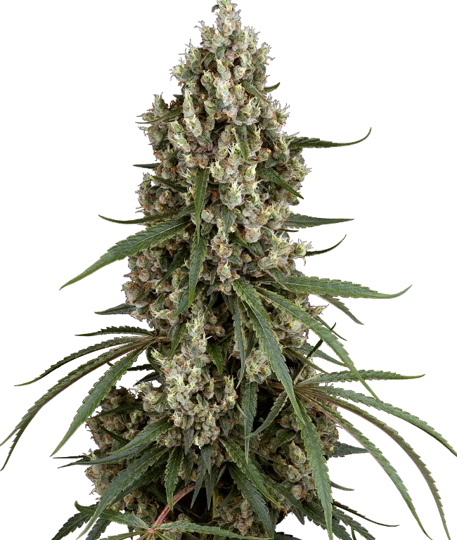 High School Reunion Feminized (Sensi Seeds) – Pflanze