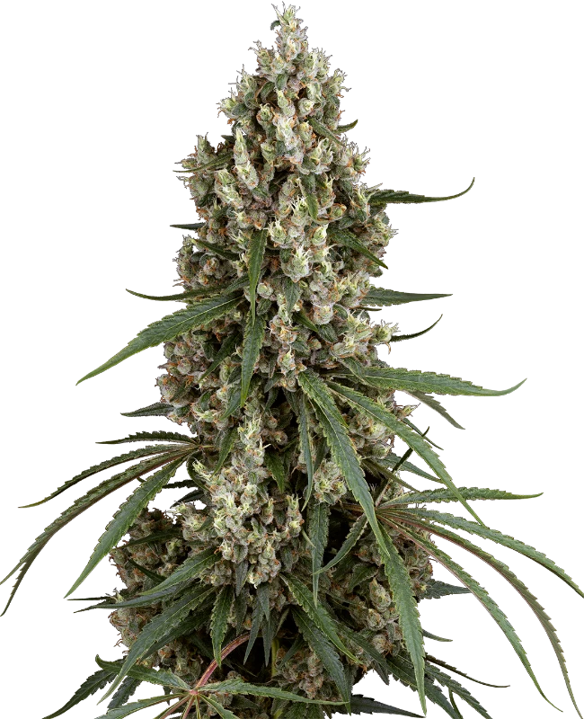 High School Reunion Feminized (Sensi Seeds) – Pflanze