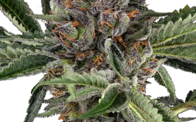 Papaya Jealousy Feminized (Sensi Seeds) – Pflanze