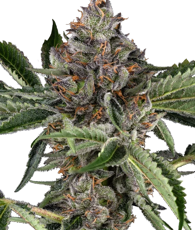 Papaya Jealousy Feminized (Sensi Seeds) – Pflanze