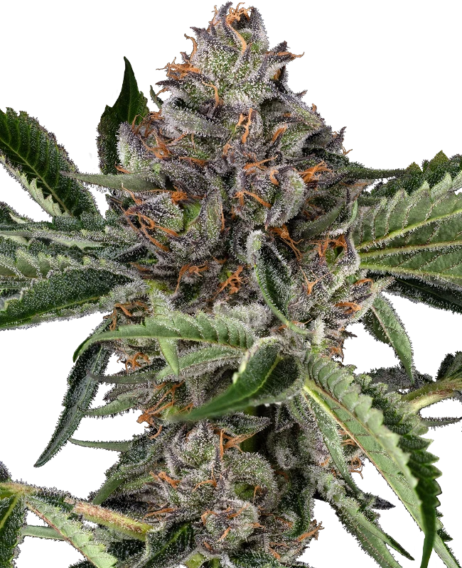 Papaya Jealousy Feminized (Sensi Seeds) – Pflanze