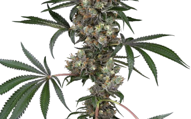 Chemberries Feminized (White Label) – Pflanze