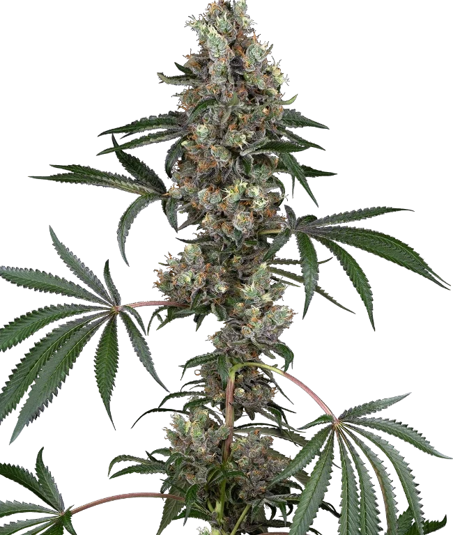 Chemberries Feminized (White Label) – Pflanze