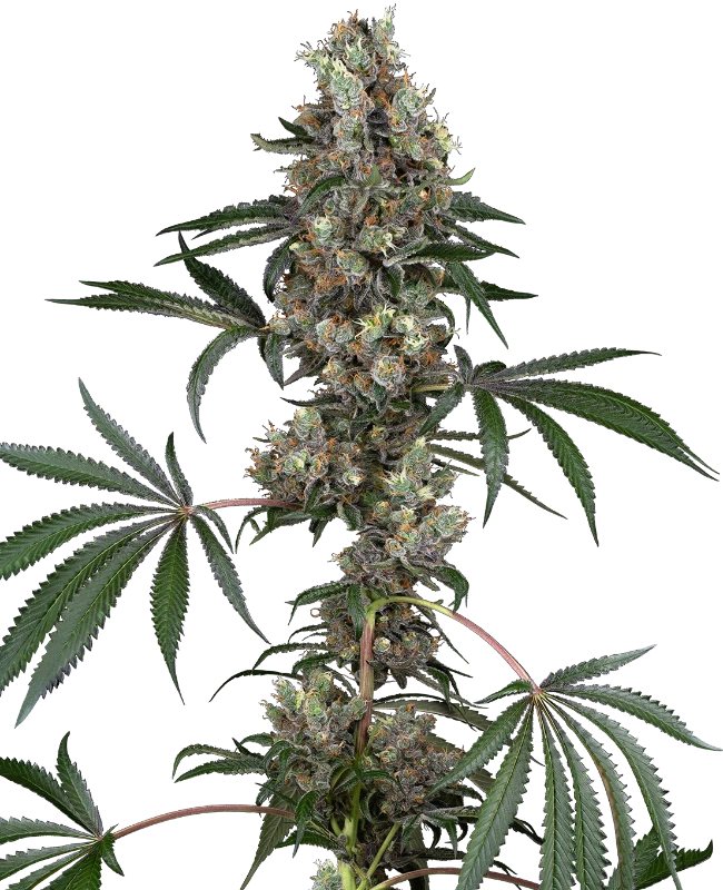 Chemberries Feminized (White Label) – Pflanze