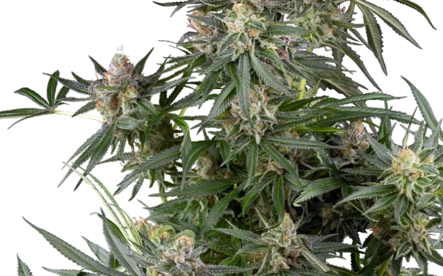 Dosimosa Feminized (Sensi Seeds) – Pflanze
