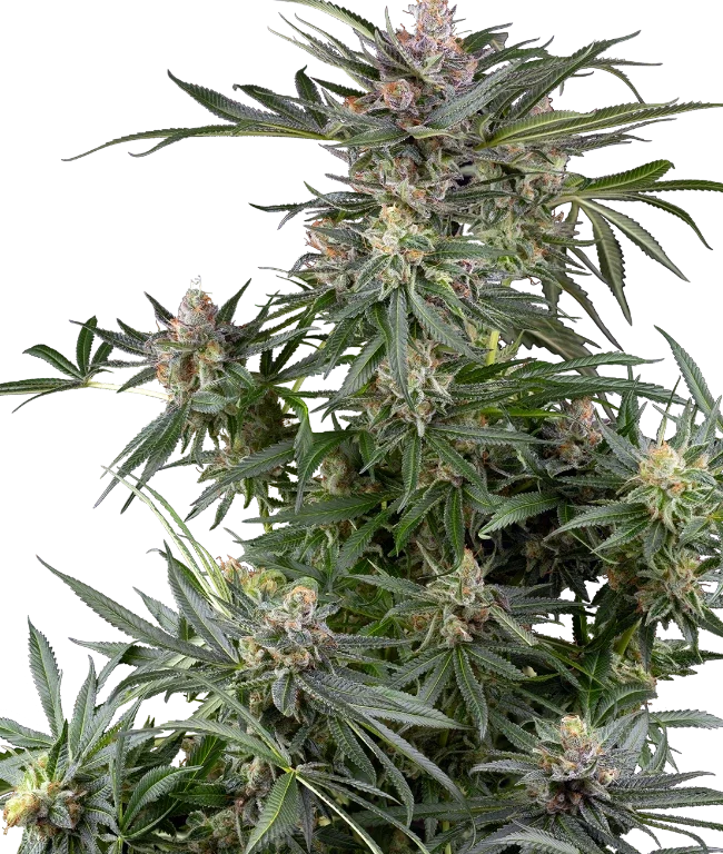 Dosimosa Feminized (Sensi Seeds) – Pflanze