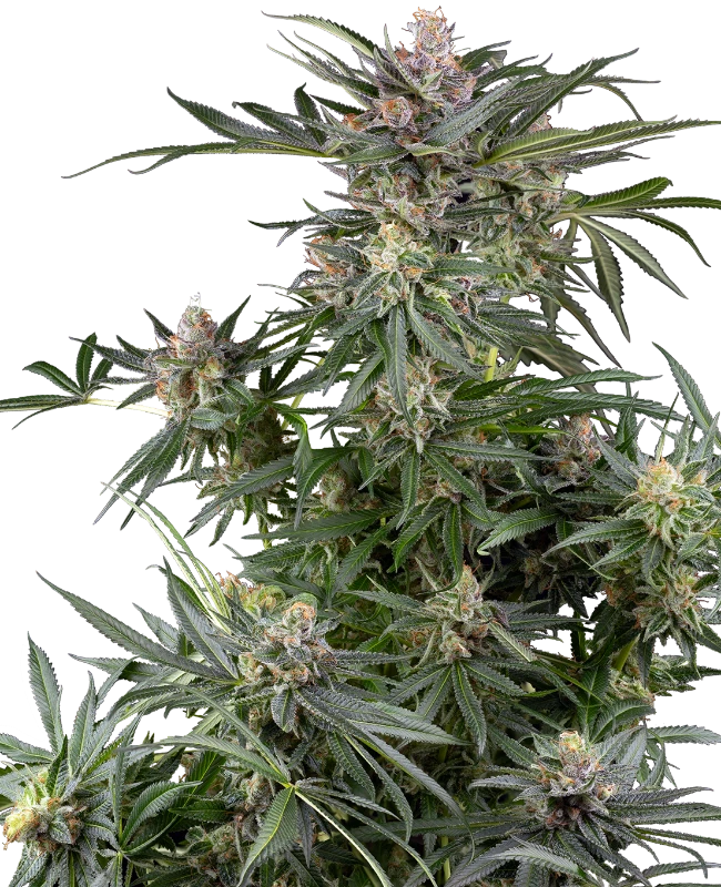 Dosimosa Feminized (Sensi Seeds) – Pflanze