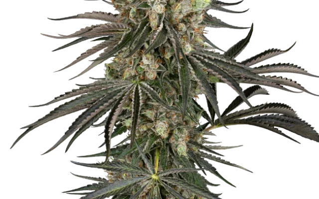 Slam Dank Feminized (Sensi Seeds) – Pflanze