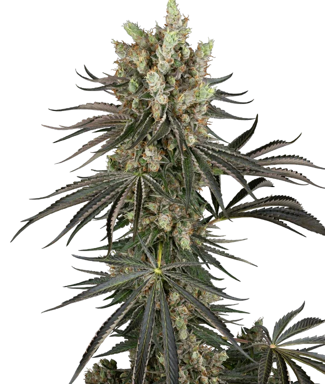 Slam Dank Feminized (Sensi Seeds) – Pflanze
