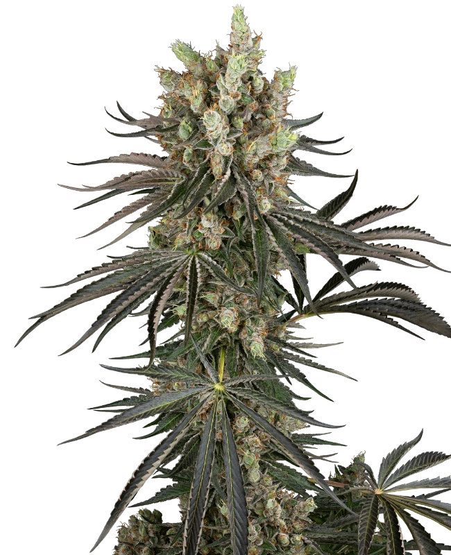 Slam Dank Feminized (Sensi Seeds) – Pflanze